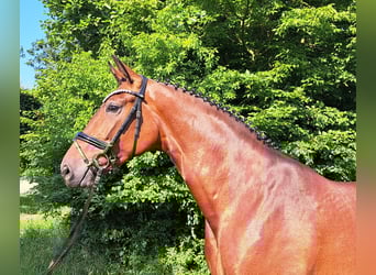 Hannoveraner, Stute, 5 Jahre, 168 cm, Brauner