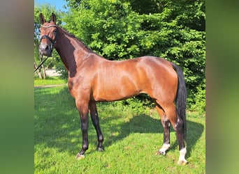 Hannoveraner, Stute, 5 Jahre, 168 cm, Brauner