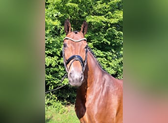 Hannoveraner, Stute, 5 Jahre, 168 cm, Brauner