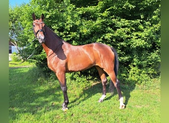 Hannoveraner, Stute, 5 Jahre, 168 cm, Brauner