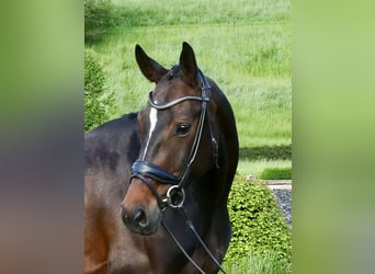 Hannoveraner, Stute, 5 Jahre, 168 cm, Brauner