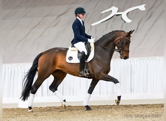 Hannoveraner, Stute, 5 Jahre, 168 cm, Brauner