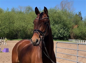 Hannoveraner, Stute, 5 Jahre, 168 cm, Brauner