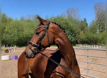 Hannoveraner, Stute, 5 Jahre, 168 cm, Brauner