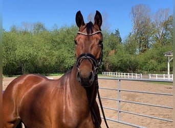 Hannoveraner, Stute, 5 Jahre, 168 cm, Brauner