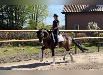 Hannoveraner, Stute, 5 Jahre, 168 cm, Brauner