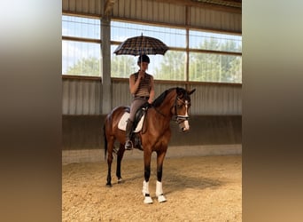 Hannoveraner, Stute, 5 Jahre, 168 cm, Brauner