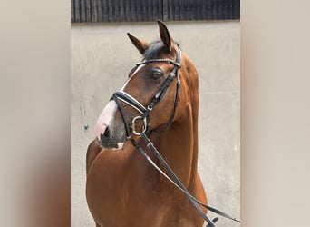 Hannoveraner, Stute, 5 Jahre, 168 cm, Brauner