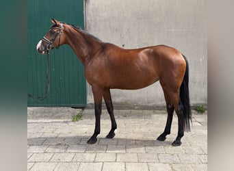 Hannoveraner, Stute, 5 Jahre, 168 cm, Brauner