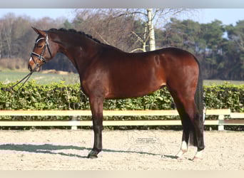 Hannoveraner, Stute, 5 Jahre, 168 cm, Brauner