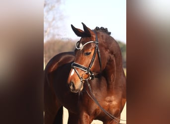 Hannoveraner, Stute, 5 Jahre, 168 cm, Brauner