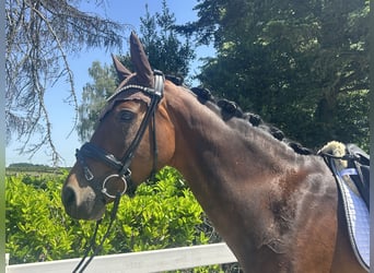 Hannoveraner, Stute, 5 Jahre, 168 cm, Brauner