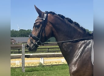 Hannoveraner, Stute, 5 Jahre, 168 cm, Brauner