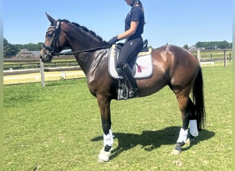 Hannoveraner, Stute, 5 Jahre, 168 cm, Brauner