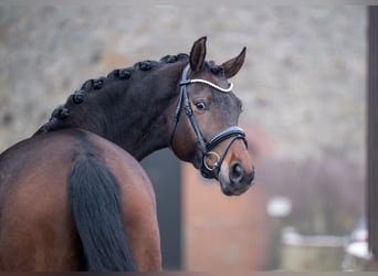 Hannoveraner, Stute, 5 Jahre, 168 cm