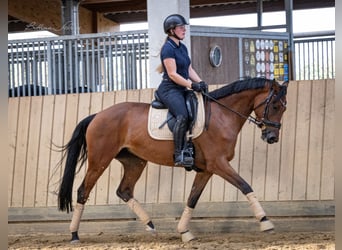 Hannoveraner, Stute, 5 Jahre, 168 cm, Dunkelbrauner