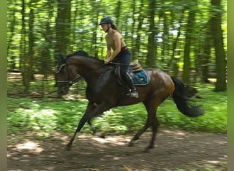 Hannoveraner, Stute, 5 Jahre, 168 cm, Dunkelbrauner