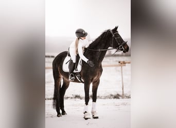 Hannoveraner, Stute, 5 Jahre, 168 cm, Dunkelbrauner