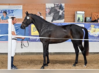 Hannoveraner, Stute, 5 Jahre, 168 cm, Dunkelbrauner