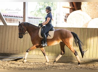 Hannoveraner, Stute, 5 Jahre, 168 cm, Dunkelbrauner