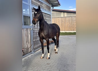 Hannoveraner, Stute, 5 Jahre, 168 cm, Dunkelbrauner