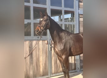 Hannoveraner, Stute, 5 Jahre, 168 cm, Dunkelbrauner