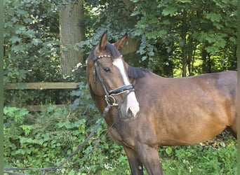 Hannoveraner, Stute, 5 Jahre, 168 cm, Dunkelbrauner