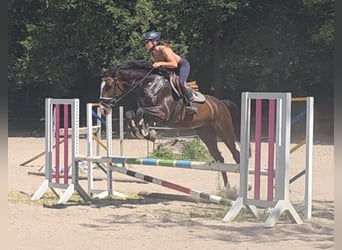 Hannoveraner, Stute, 5 Jahre, 168 cm, Dunkelbrauner