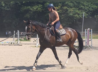 Hannoveraner, Stute, 5 Jahre, 168 cm, Dunkelbrauner