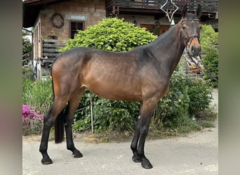 Hannoveraner, Stute, 5 Jahre, 168 cm, Dunkelbrauner