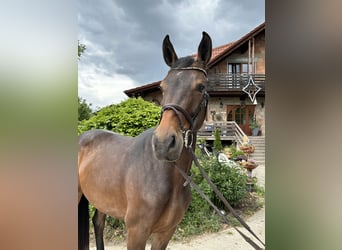 Hannoveraner, Stute, 5 Jahre, 168 cm, Dunkelbrauner