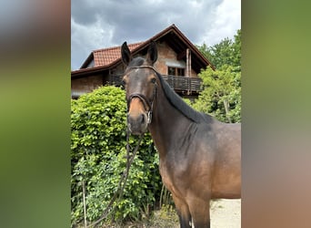 Hannoveraner, Stute, 5 Jahre, 168 cm, Dunkelbrauner