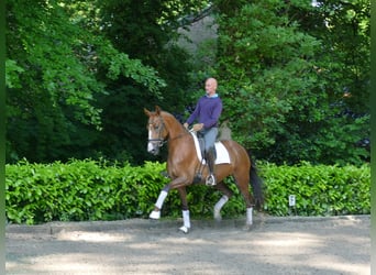 Hannoveraner, Stute, 5 Jahre, 168 cm, Dunkelfuchs
