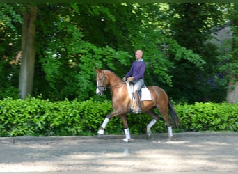Hannoveraner, Stute, 5 Jahre, 168 cm, Dunkelfuchs