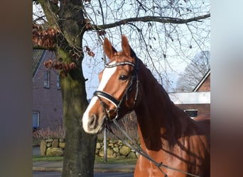 Hannoveraner, Stute, 5 Jahre, 168 cm, Fuchs