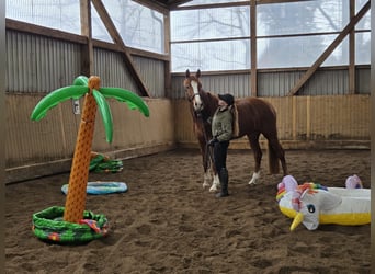 Hannoveraner, Stute, 5 Jahre, 168 cm, Fuchs