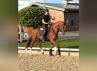 Hannoveraner, Stute, 5 Jahre, 168 cm, Fuchs