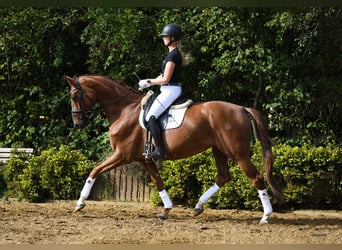 Hannoveraner, Stute, 5 Jahre, 168 cm, Fuchs