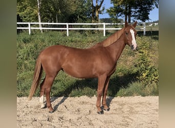 Hannoveraner, Stute, 5 Jahre, 168 cm, Fuchs