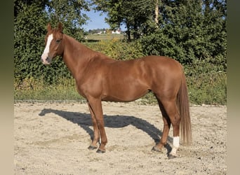 Hannoveraner, Stute, 5 Jahre, 168 cm, Fuchs