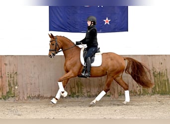 Hannoveraner, Stute, 5 Jahre, 168 cm, Fuchs