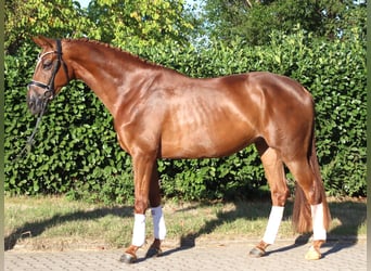 Hannoveraner, Stute, 5 Jahre, 168 cm, Fuchs
