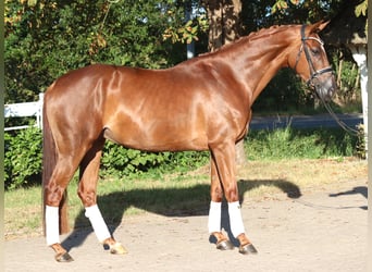 Hannoveraner, Stute, 5 Jahre, 168 cm, Fuchs