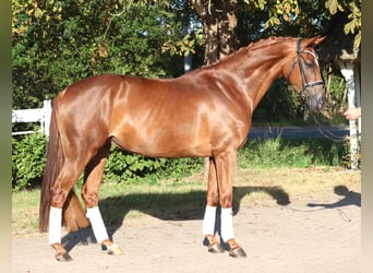 Hannoveraner, Stute, 5 Jahre, 168 cm, Fuchs