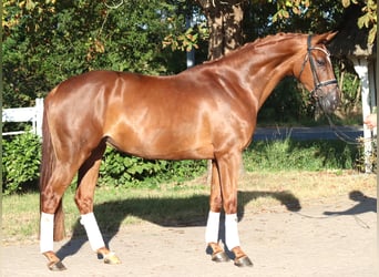 Hannoveraner, Stute, 5 Jahre, 168 cm, Fuchs