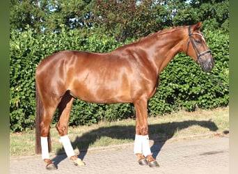 Hannoveraner, Stute, 5 Jahre, 168 cm, Fuchs
