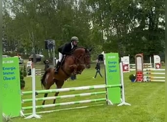 Hannoveraner, Stute, 5 Jahre, 168 cm, Fuchs