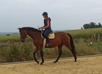 Hannoveraner, Stute, 5 Jahre, 168 cm, Hellbrauner
