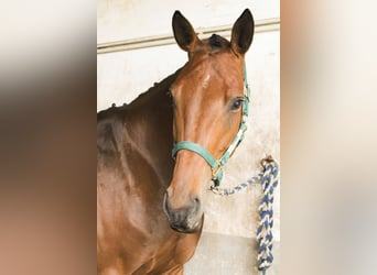 Hannoveraner, Stute, 5 Jahre, 168 cm, Hellbrauner