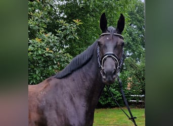 Hannoveraner, Stute, 5 Jahre, 168 cm, Rappe